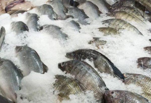 сколько хранить рыбу в холодильнике
